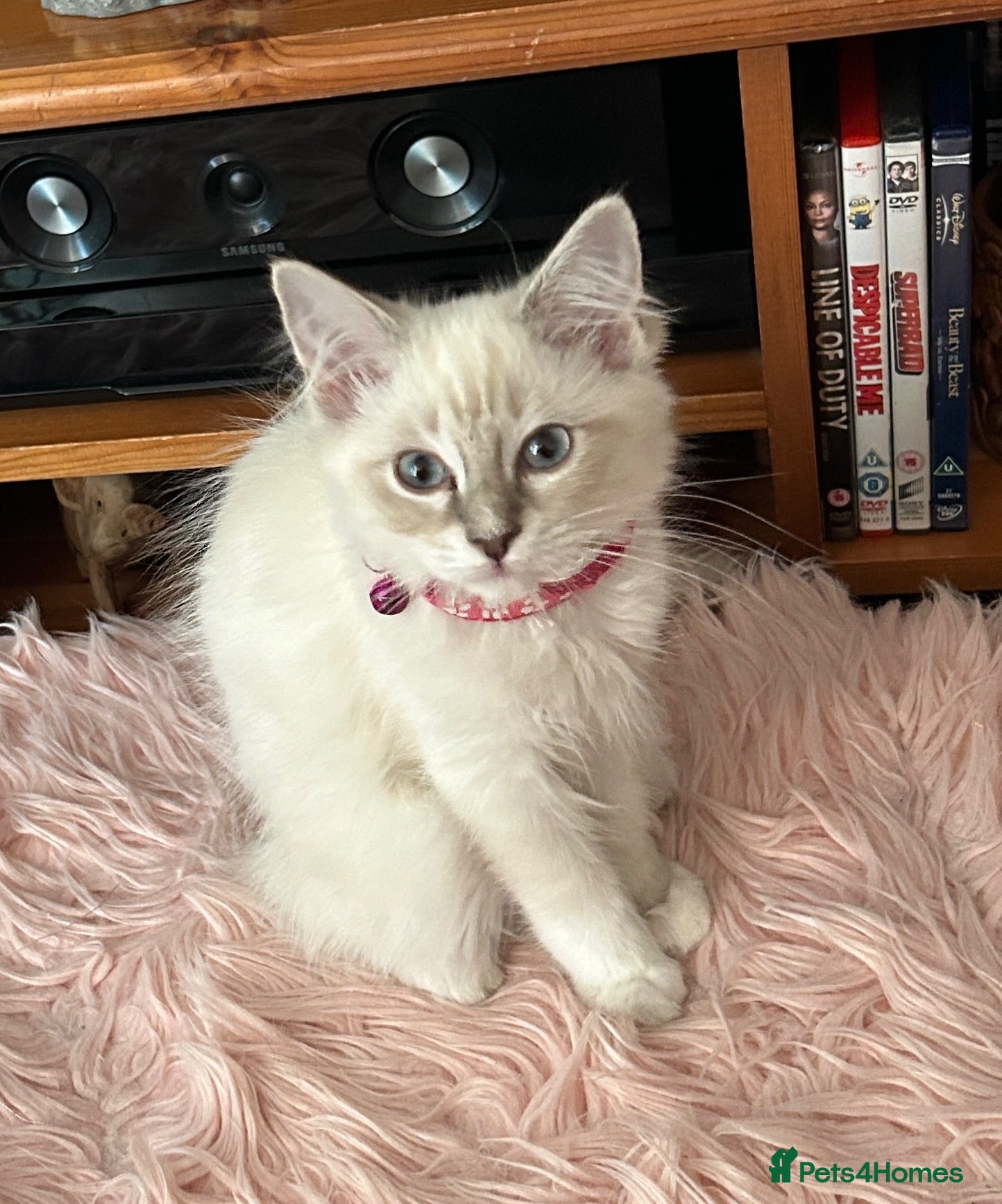 Ragdoll cats Two Blue Point Ragdoll Female's, ready now.  - Advert 7