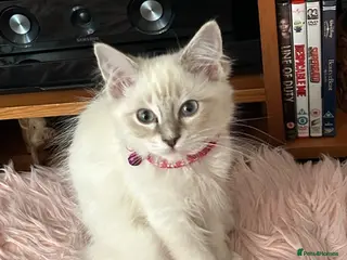 Ragdoll cats Two Blue Point Ragdoll Female's, ready now. - Advert 7