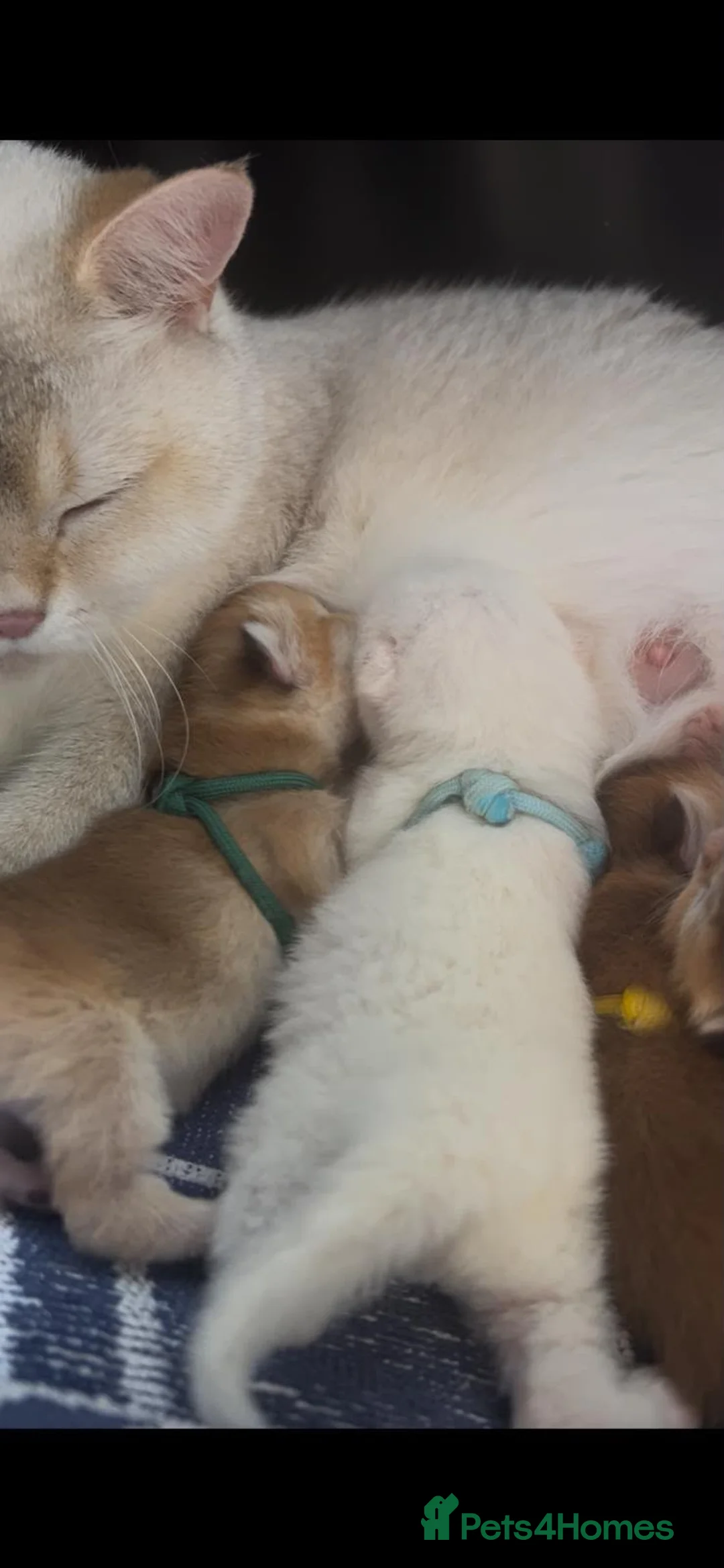 British Shorthair cats for sale: Cat for sale  - Advert 6