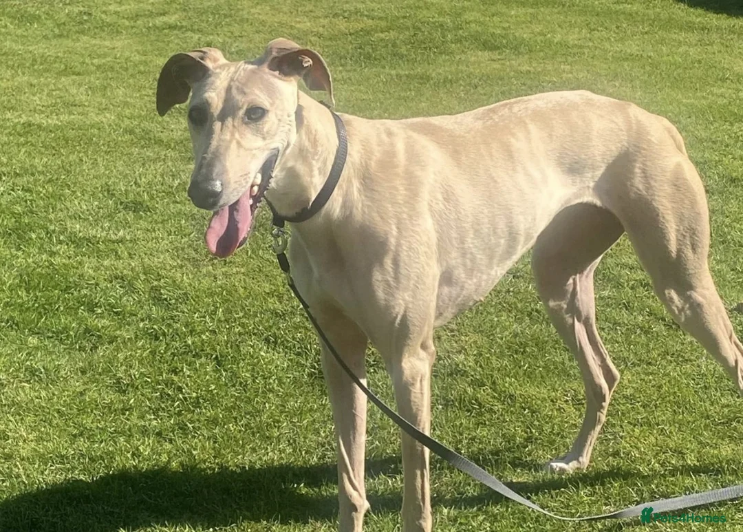 Mixed Breed dogs for adoption: 🐾💛Gentle BELLA – Learning to Feel Safe Again💛🐾 - Advert 2