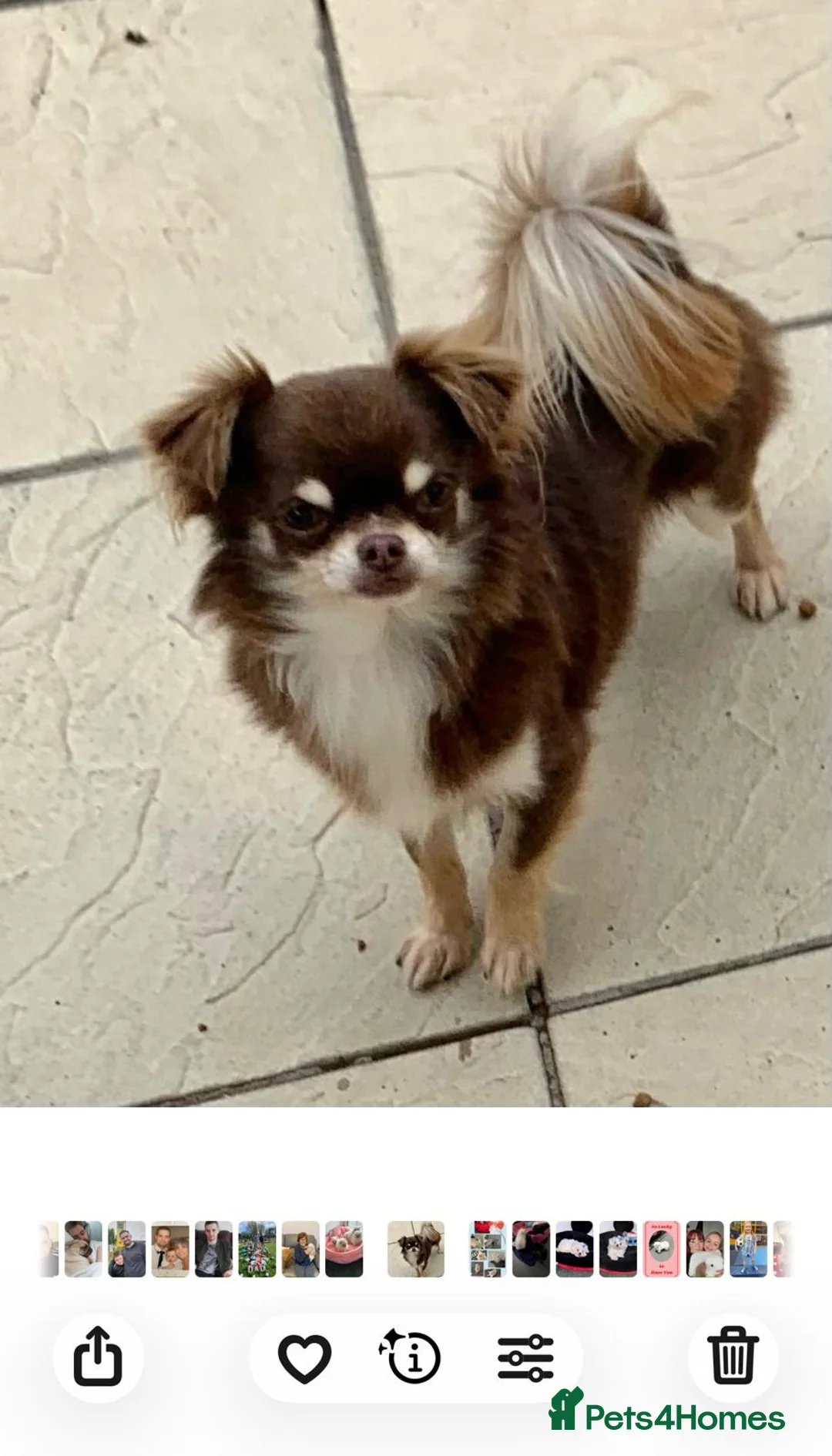 Chihuahua dogs for sale: 4 Long Hair Chihuhua Boys in Coventry - Advert 7