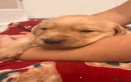 Labrador Retriever dogs for sale: Adorable fox red puppies  - Advert 11