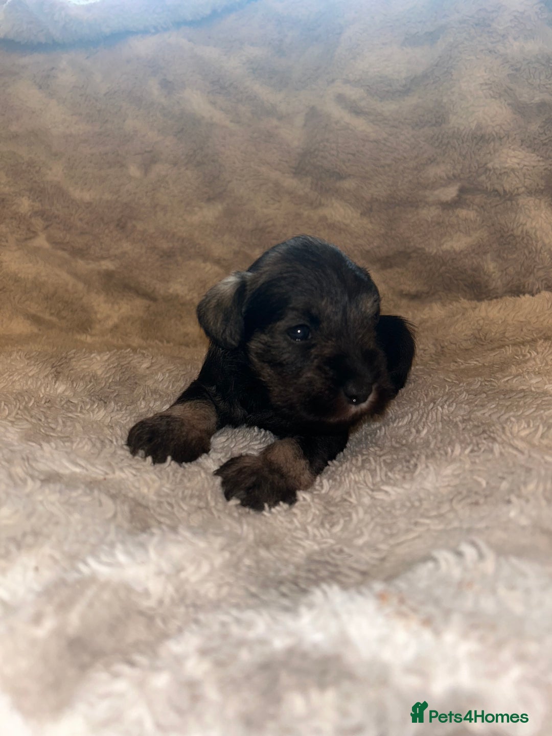 Miniature Schnauzer dogs for sale: Beautiful miniature schnauzer puppies - Image 2