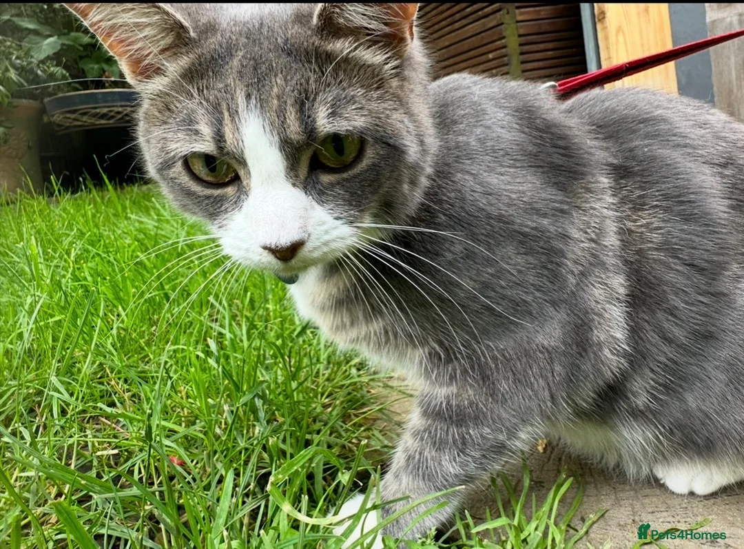 Domestic Shorthair cats for sale: Beautiful lady cat looking for good home - Advert 3