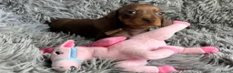 Miniature Dachshund dogs for sale: KC reg, PRA Clear Beautiful Natured Pups - Advert 31