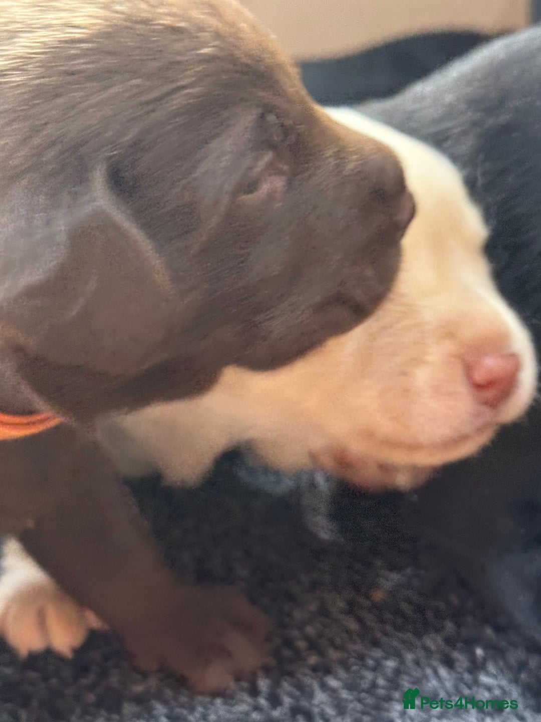 Labrador Retriever dogs for sale: EXCELLENT &UNIQUE LAB PUPPIES AV 12 NOV £1450 - Image 37