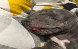 Mixed Breed dogs for sale: Blue staffy  - Image 4