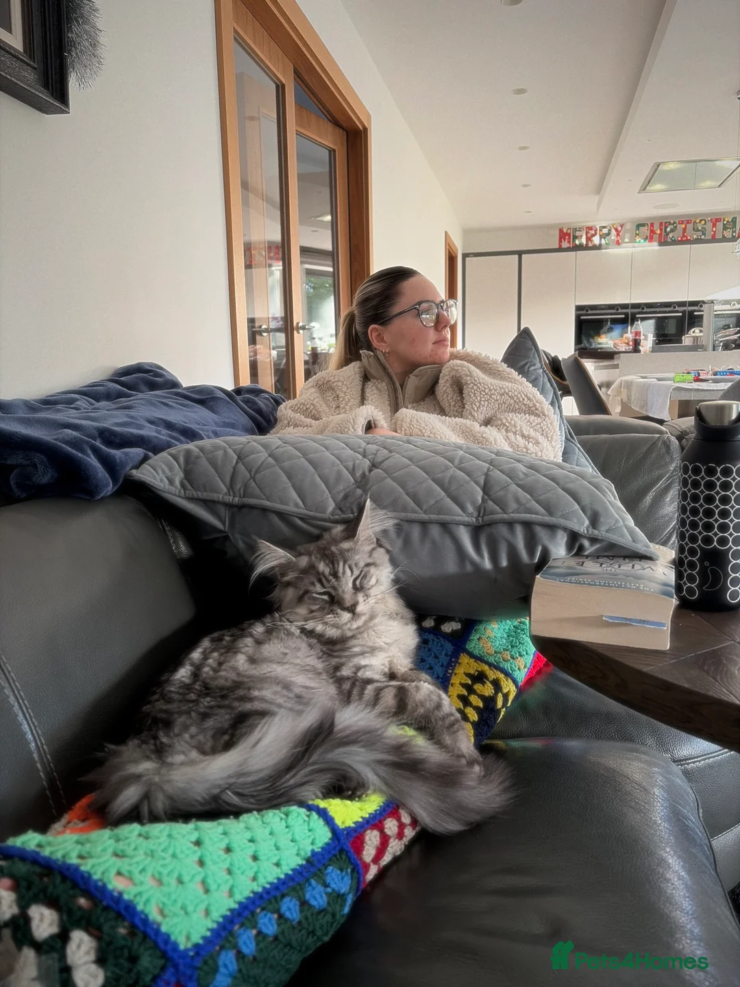 Maine Coon cats for stud: Silver Striped Male for STUD - Advert 11