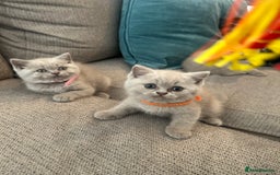 British Shorthair cats for sale: Lilac British Shorthair Kittens - 2 boys 3 girls - Image 12
