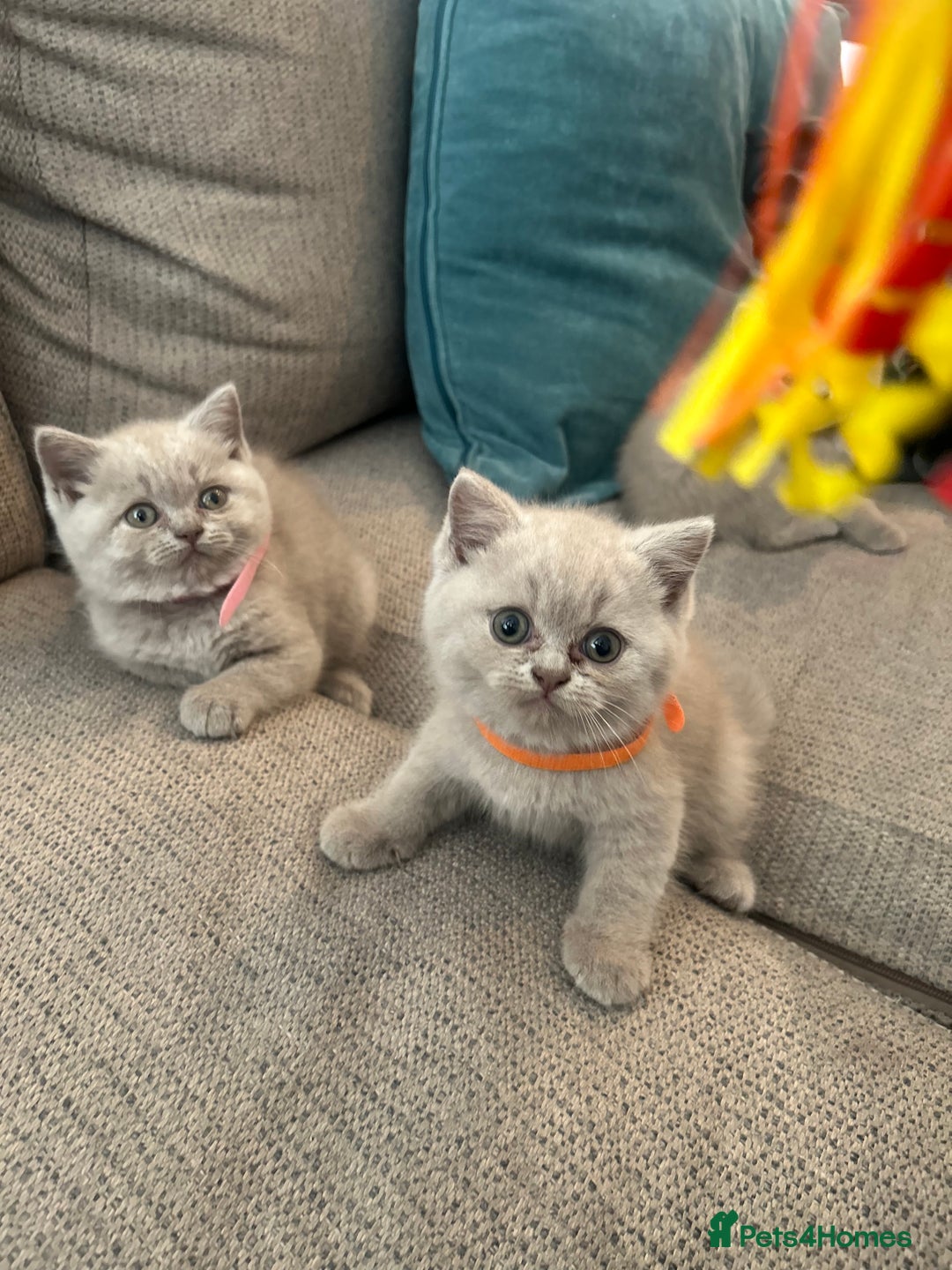 British Shorthair cats for sale: Lilac British Shorthair Kittens - 2 boys 3 girls - Image 12