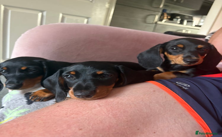 Miniature Dachshund dogs - Advert 1