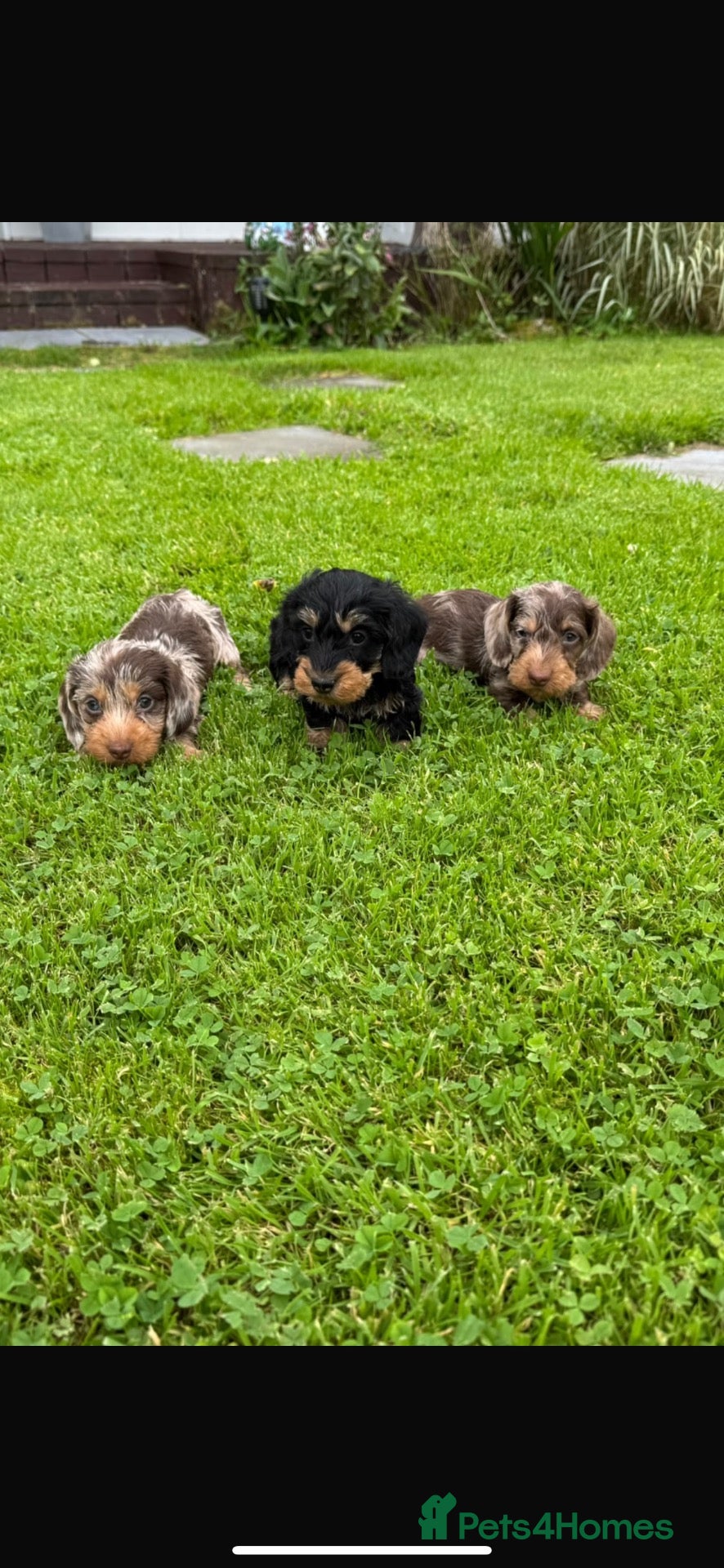 Miniature Dachshund dogs Miniature wired haired dachshund - Advert 10