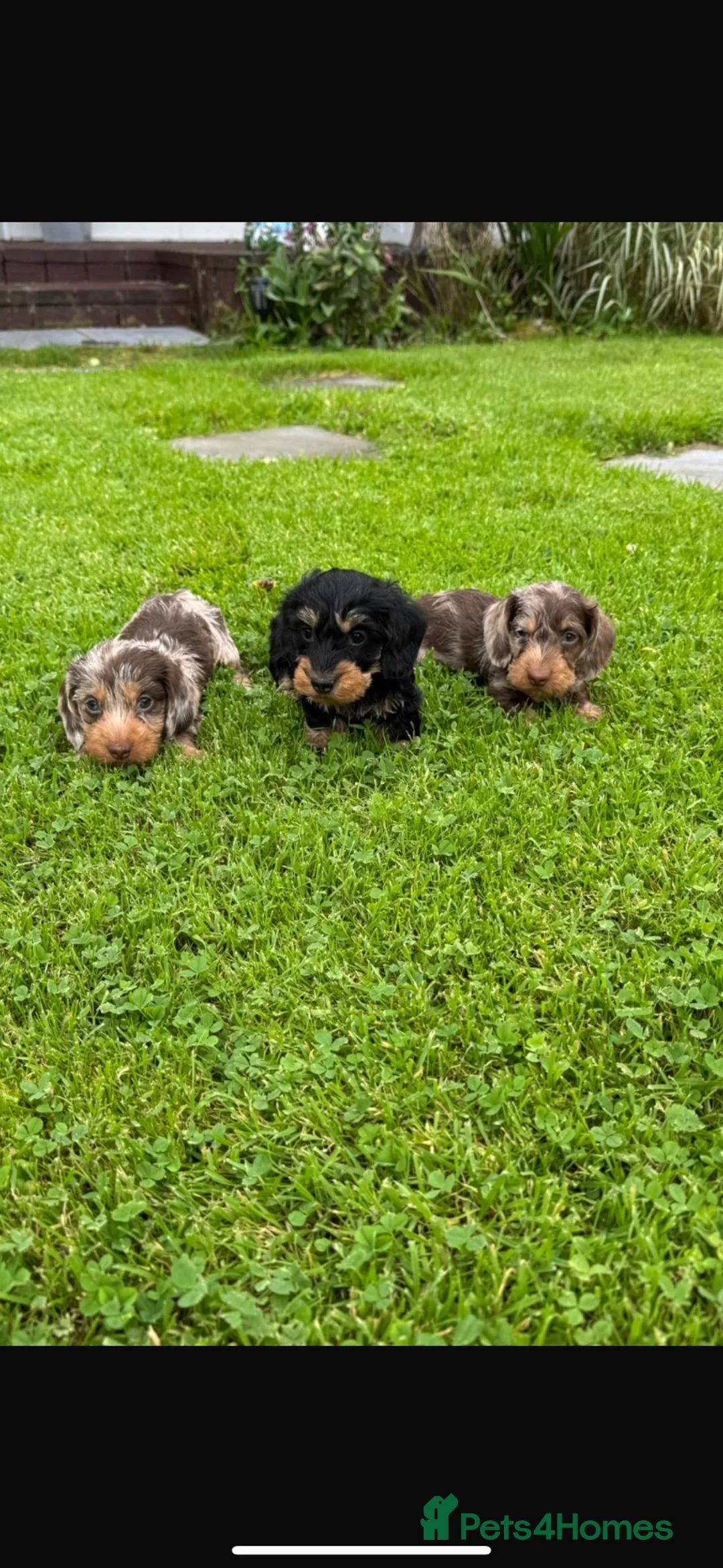 Miniature Dachshund dogs for sale: Miniature wired haired dachshund in Bangor - Advert 1
