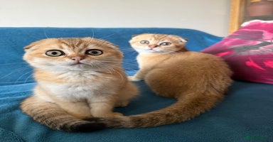Scottish Fold cats - Advert 1