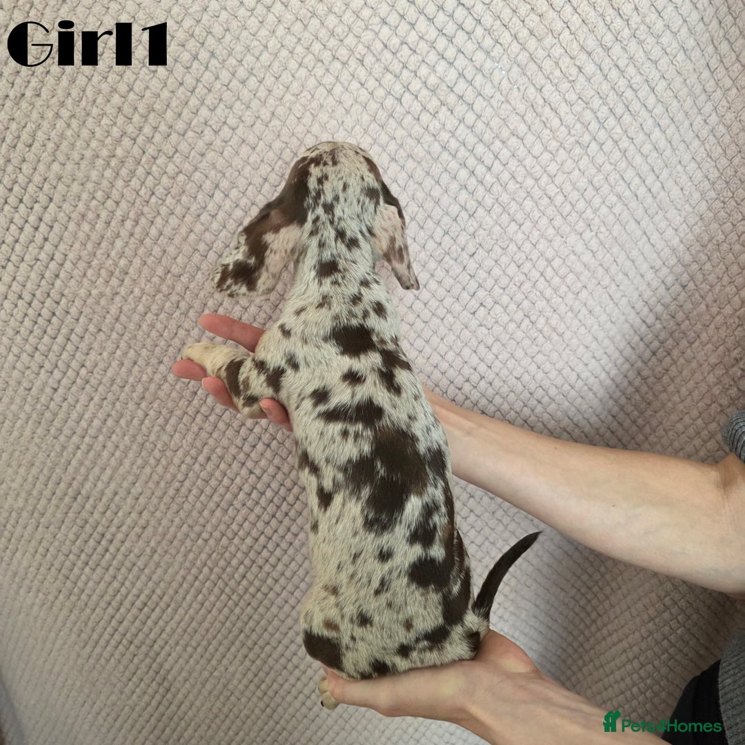 Miniature Dachshund dogs for sale: Dachshund pups - Advert 7