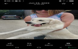 Golden Retriever dogs for sale: Beautiful Golden Retrievers from therapy line - Image 7