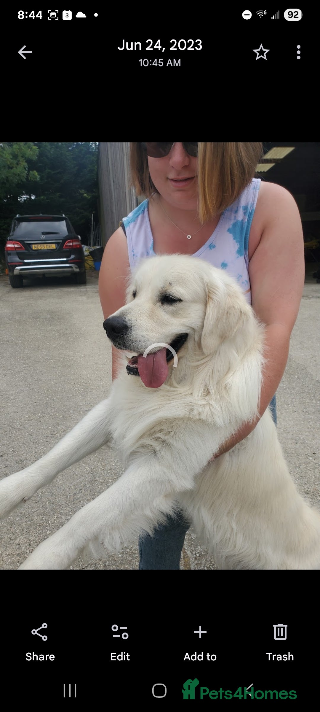 Golden Retriever dogs for sale: Beautiful Golden Retrievers from therapy line - Image 7