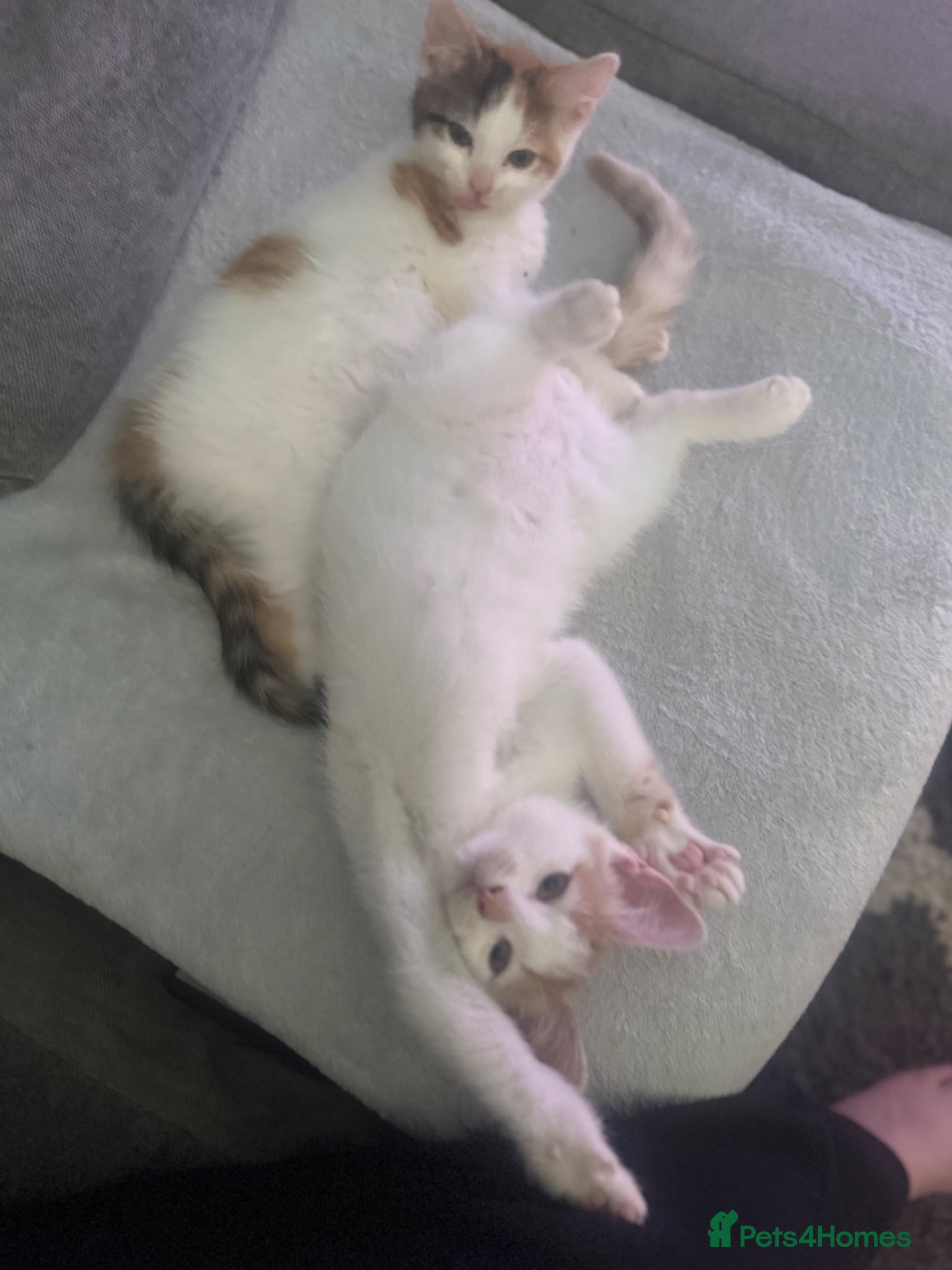 Mixed Breed cats for sale: Ragdoll x shorthair babies ready now! - Advert 15