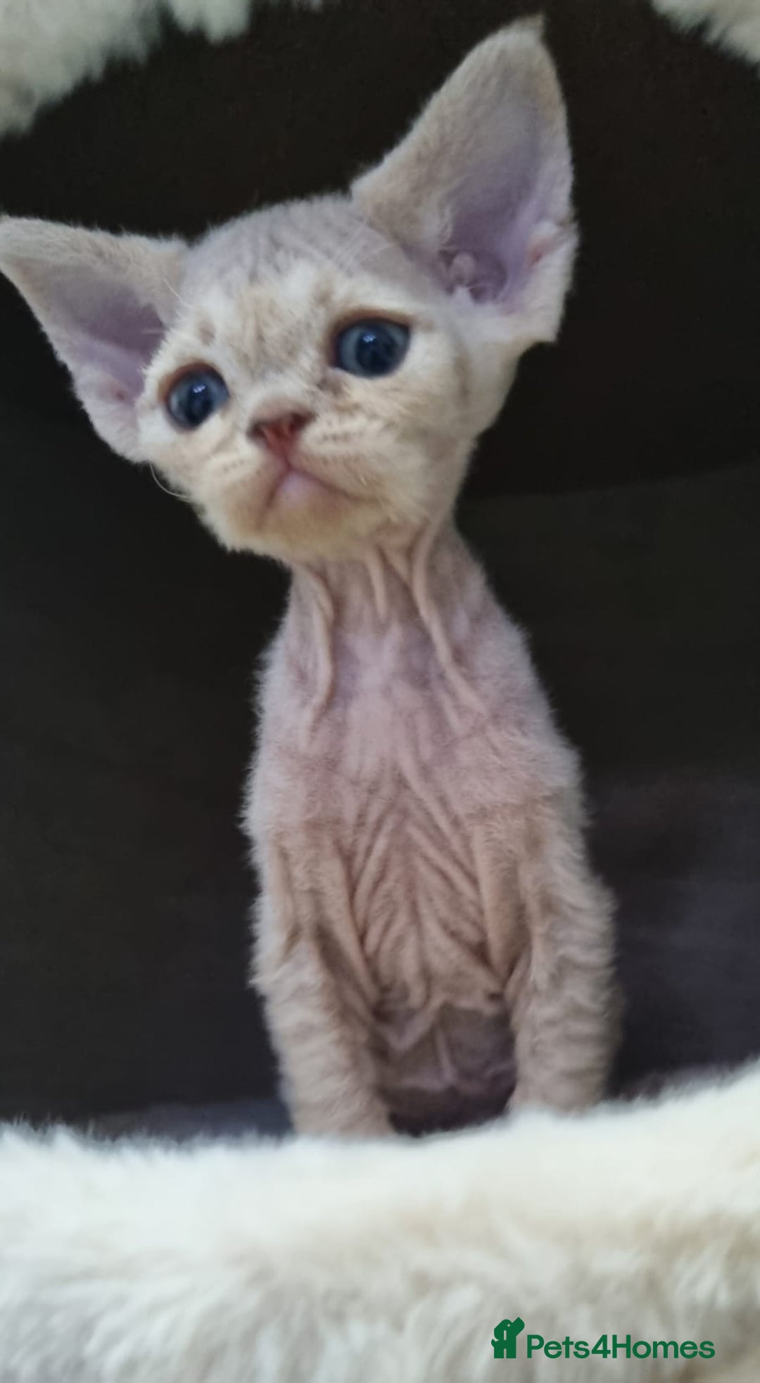 Devon Rex cats for sale: ❤️ Gorgeous Devon Rex Girls ❤️ - Advert 13