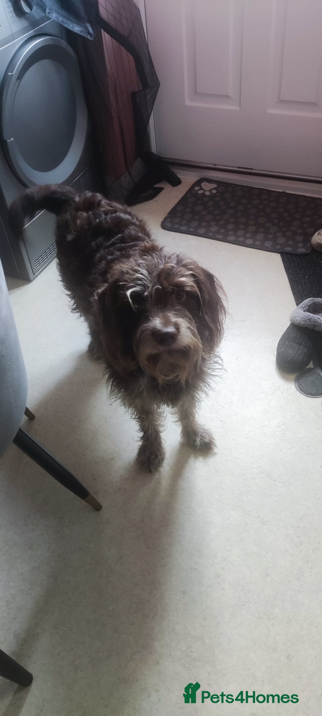 Labradoodle dogs for sale: Labradooodle  - Image 2