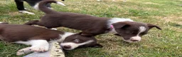 Mixed Breed dogs for sale: One female collie pup for sale  - Advert 4