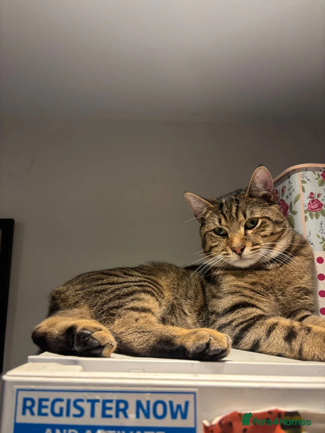 Mixed Breed cats for sale:  Kitten  - Advert 2