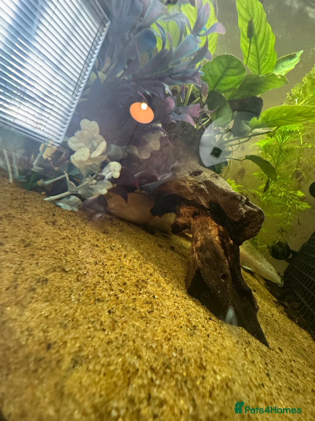 Axolotl reptiles for sale: Full set up and 2 axolotl’s in Peterborough - Advert 3