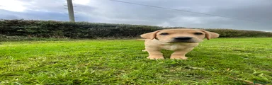 Labrador Retriever 1