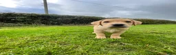 Labrador Retriever dogs for sale: 2 boys for sale, 1 golden & 1 black in Dorchester - Advert 2