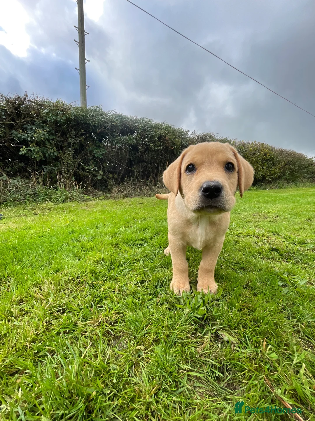 Labrador Retriever dogs for sale: 2 boys for sale, 1 golden & 1 black in Dorchester - Advert 2