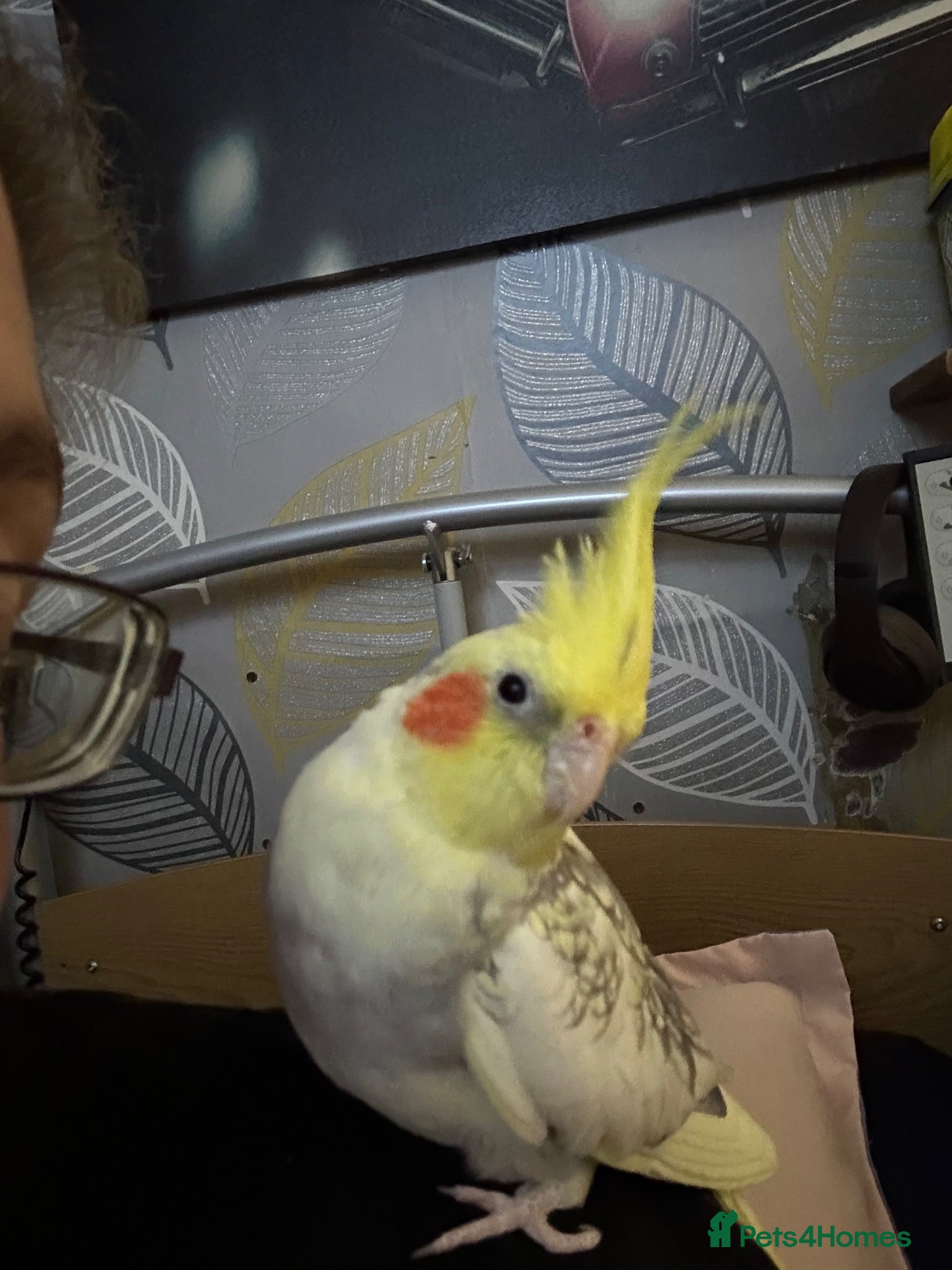 Cockatiels birds Hand tame female cockateil - Advert 1