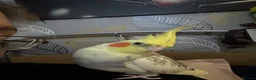 Cockatiels birds for sale: Hand tame female cockateil - Advert 1
