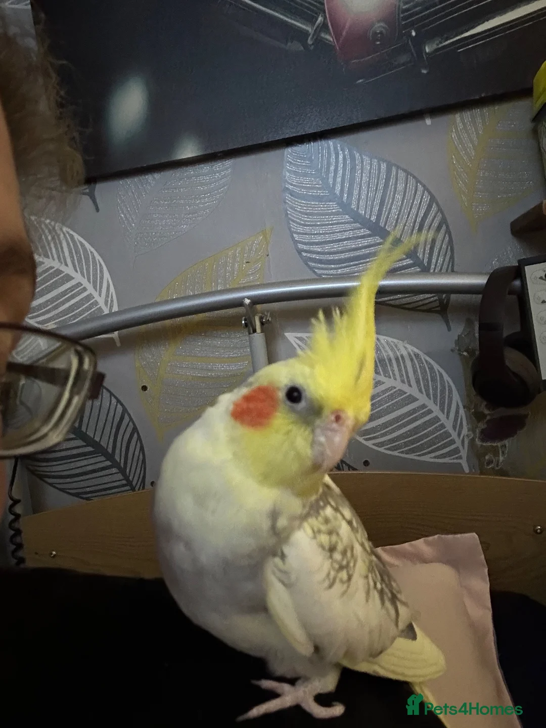 Cockatiels birds for sale: Hand tame female cockateil - Advert 1