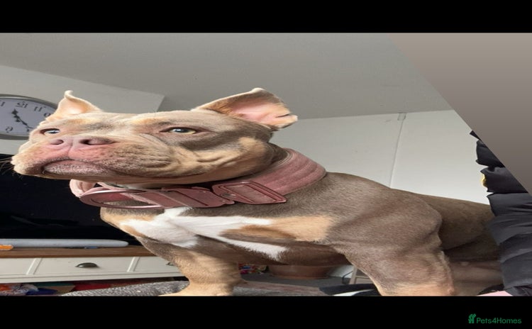 American Bulldog dogs - Advert 1