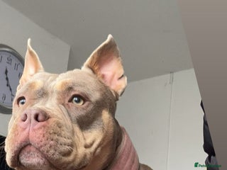 American Bulldog dogs - Advert 22