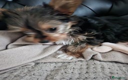 Yorkshire Terrier dogs for sale: Tiny yorkie  - Image 1
