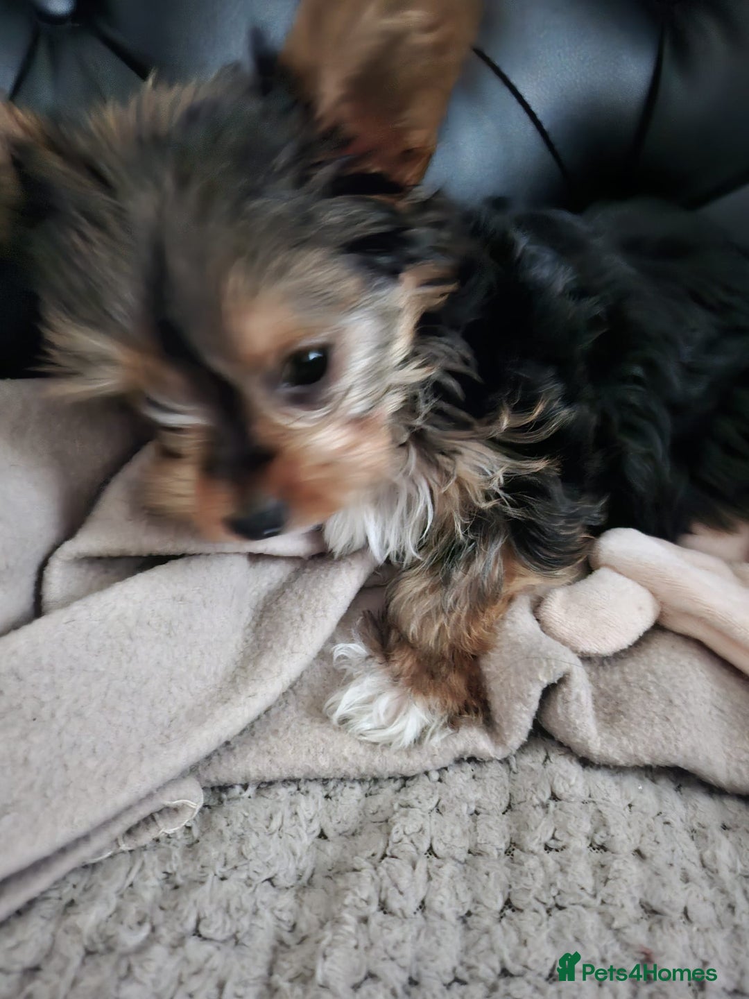 Yorkshire Terrier dogs for sale: Tiny yorkie  - Image 1