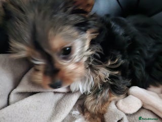 Yorkshire Terrier dogs - Advert 1