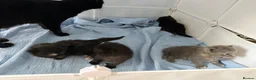 Mixed Breed cats for sale: 4 beautiful kittens for sale  - Advert 17