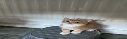 Mixed Breed cats for sale: 6 Adorable Kittens Looking for Their Forever Homes - Advert 16
