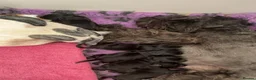 Miniature Schnauzer dogs for sale: Beuatiful black girls - Advert 2