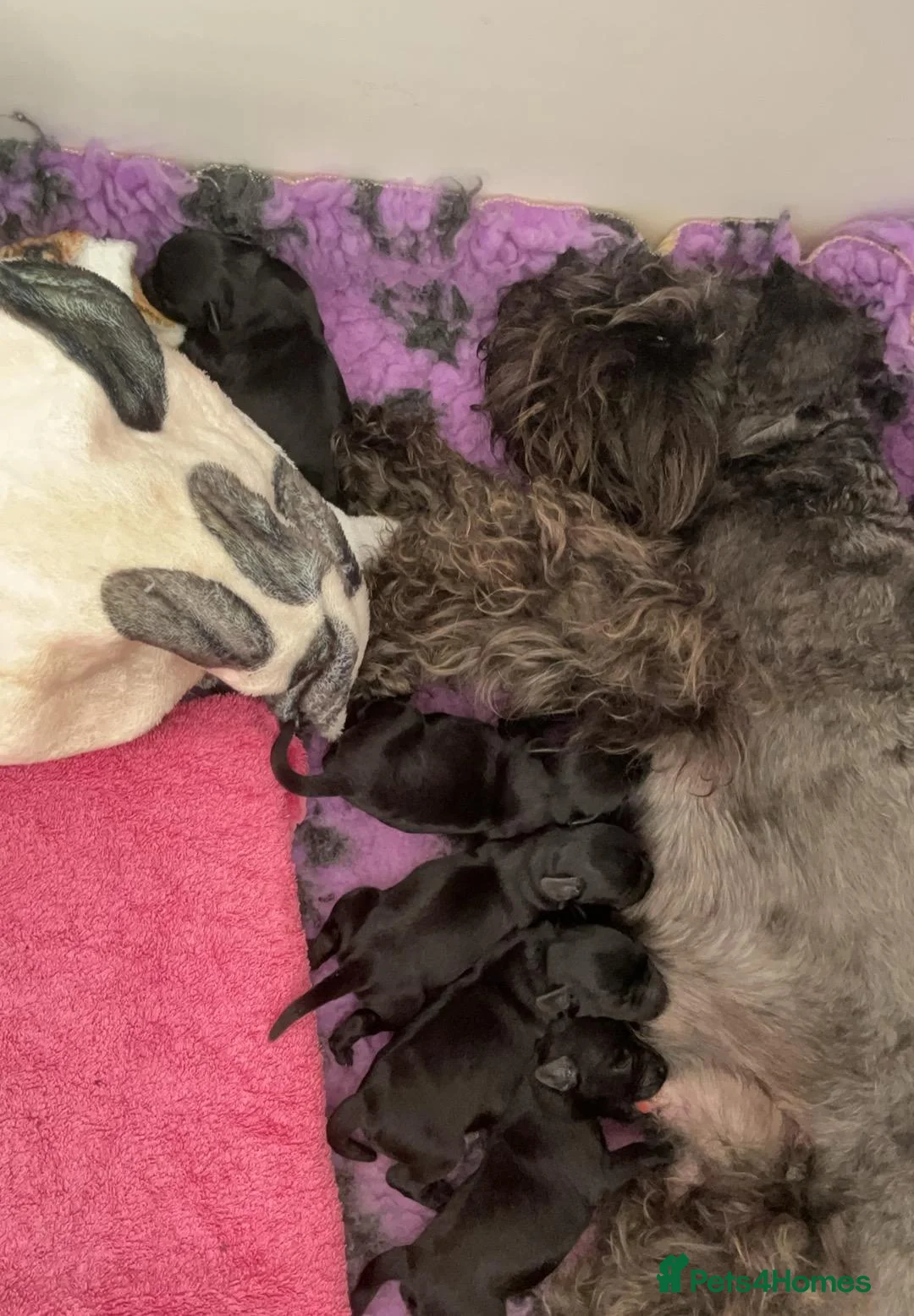 Miniature Schnauzer dogs for sale: Beuatiful black girls - Advert 2