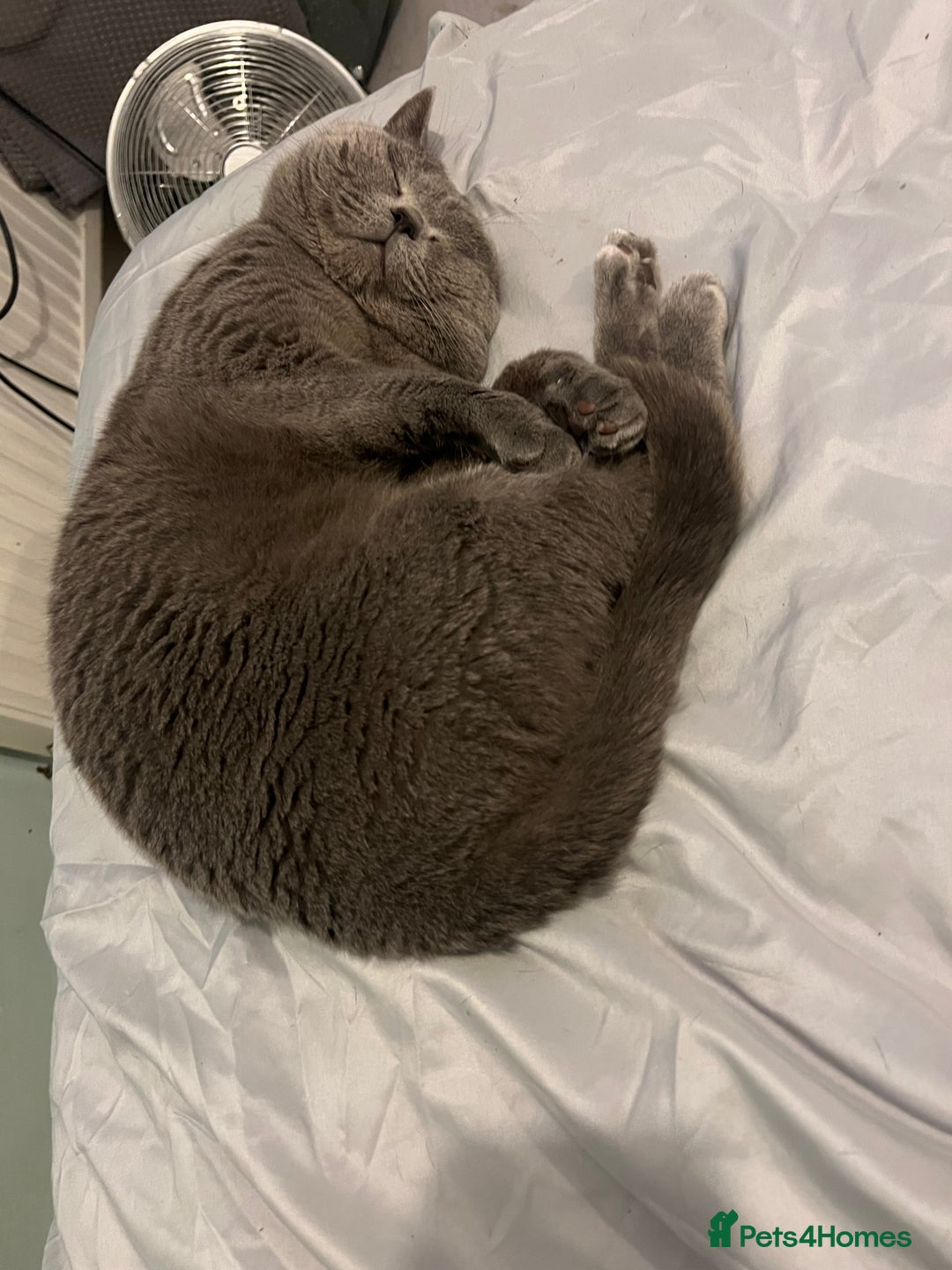 British Shorthair cats for sale: HELP REHOME NEEKO - Advert 3