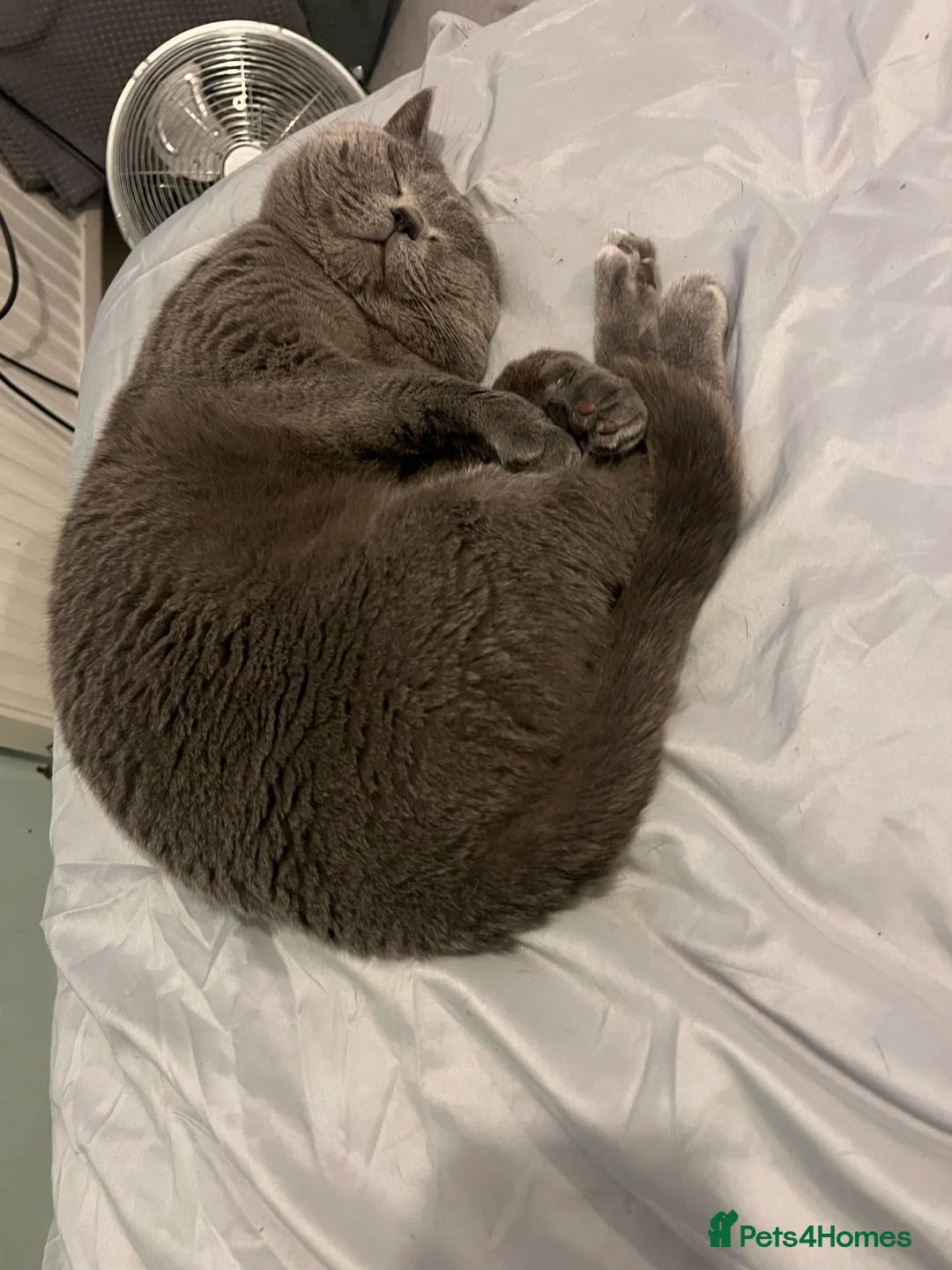 British Shorthair cats for sale: HELP REHOME NEEKO - Advert 3