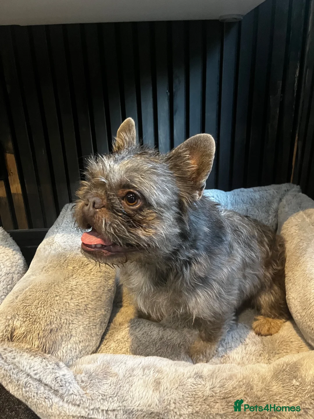 French Bulldog dogs for stud: Fluffy Frenchie For STUD  in Chippenham - Advert 4