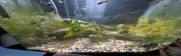 Other/Mixed Breed fish for sale: Young guppies  - Advert 4