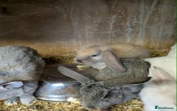 Mini Lop rabbits for sale: Mini lops babies  - Image 4
