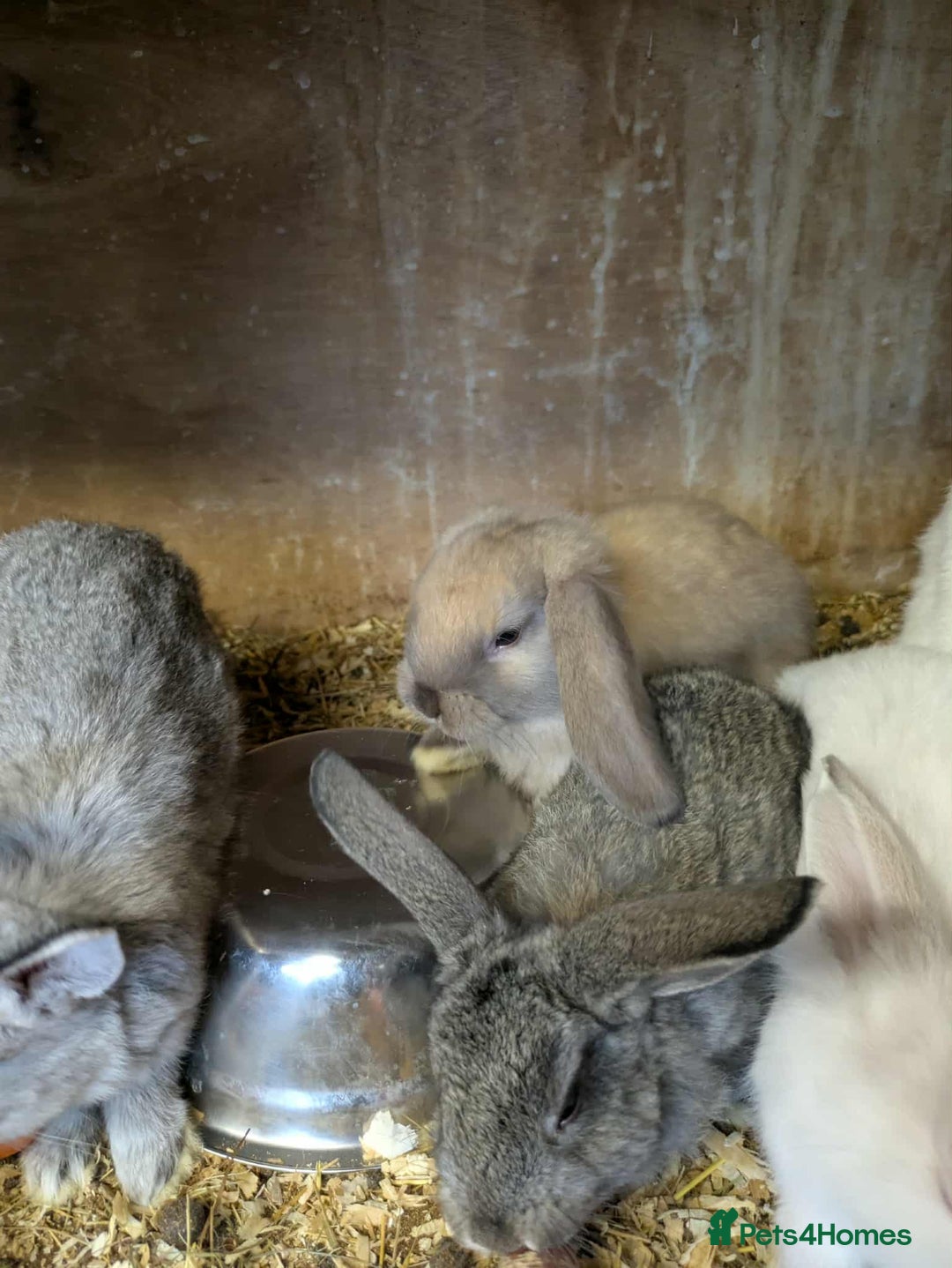 Mini Lop rabbits for sale: Mini lops babies  - Image 4