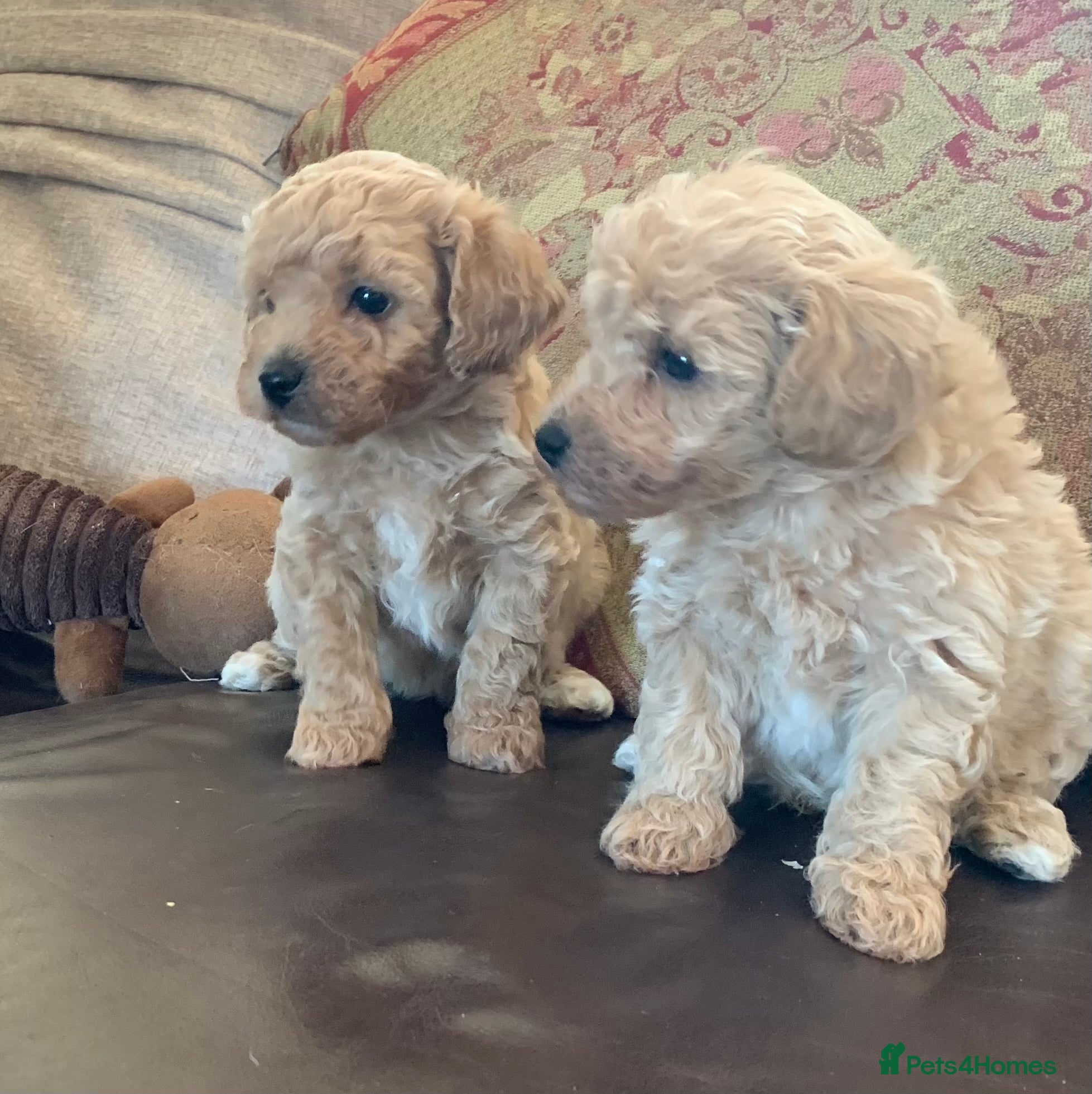 Poochon dogs for sale: Outstanding Poochon puppies  - Advert 9