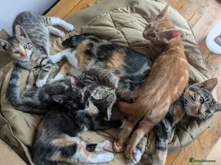 Bengal cats Bengal x Calico - READY TO GO!!! - Advert 2